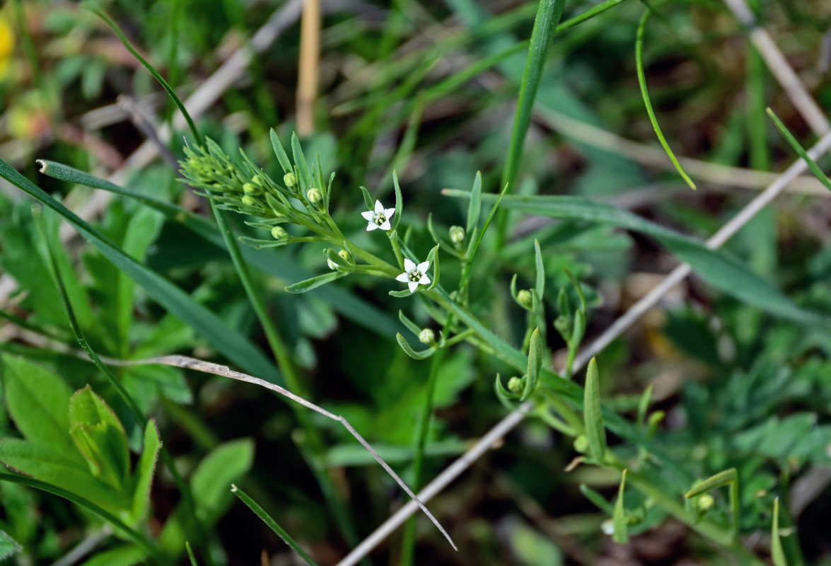 Image of genus Thesium specimen.