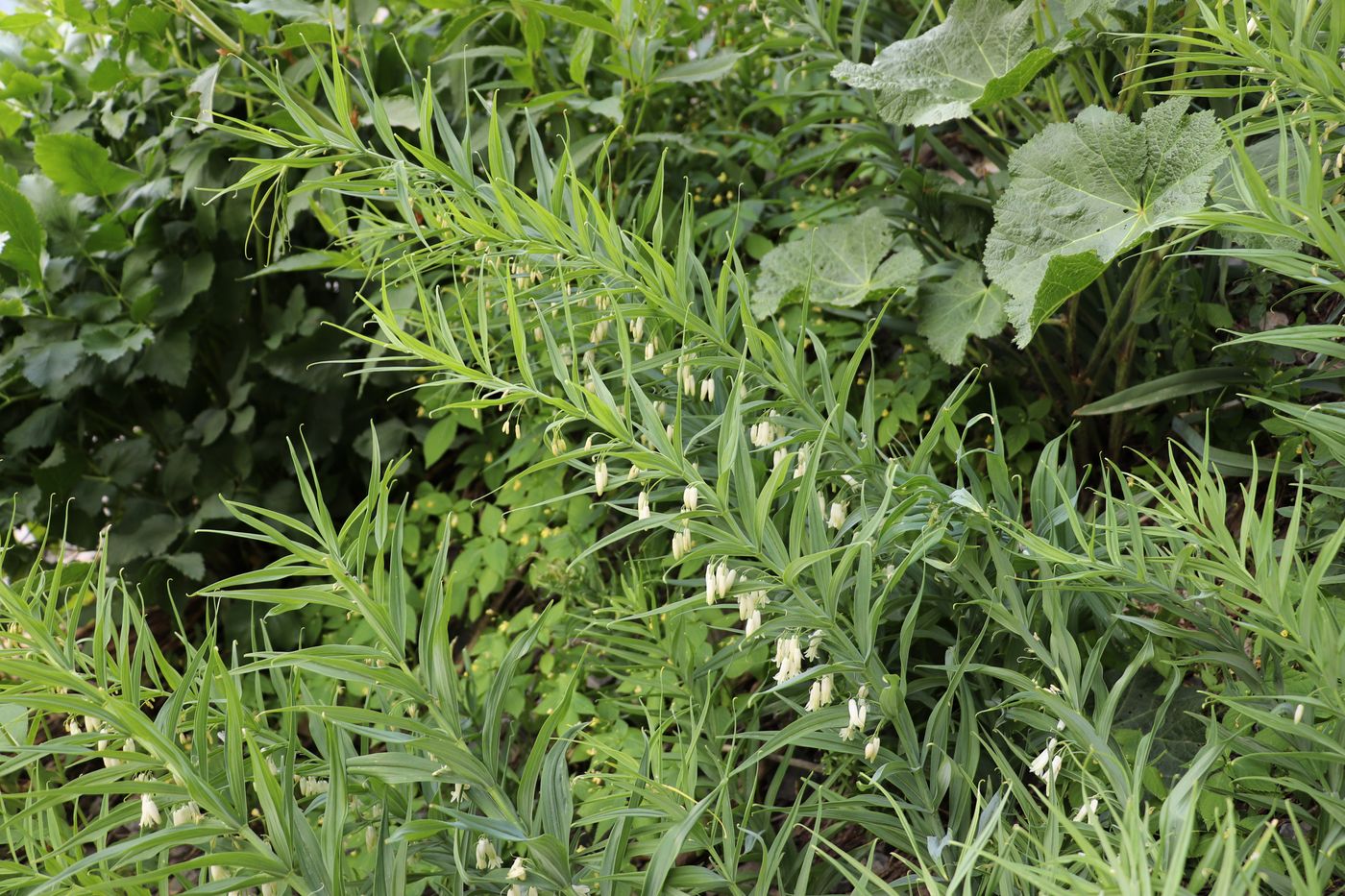 Image of Polygonatum sewerzowii specimen.