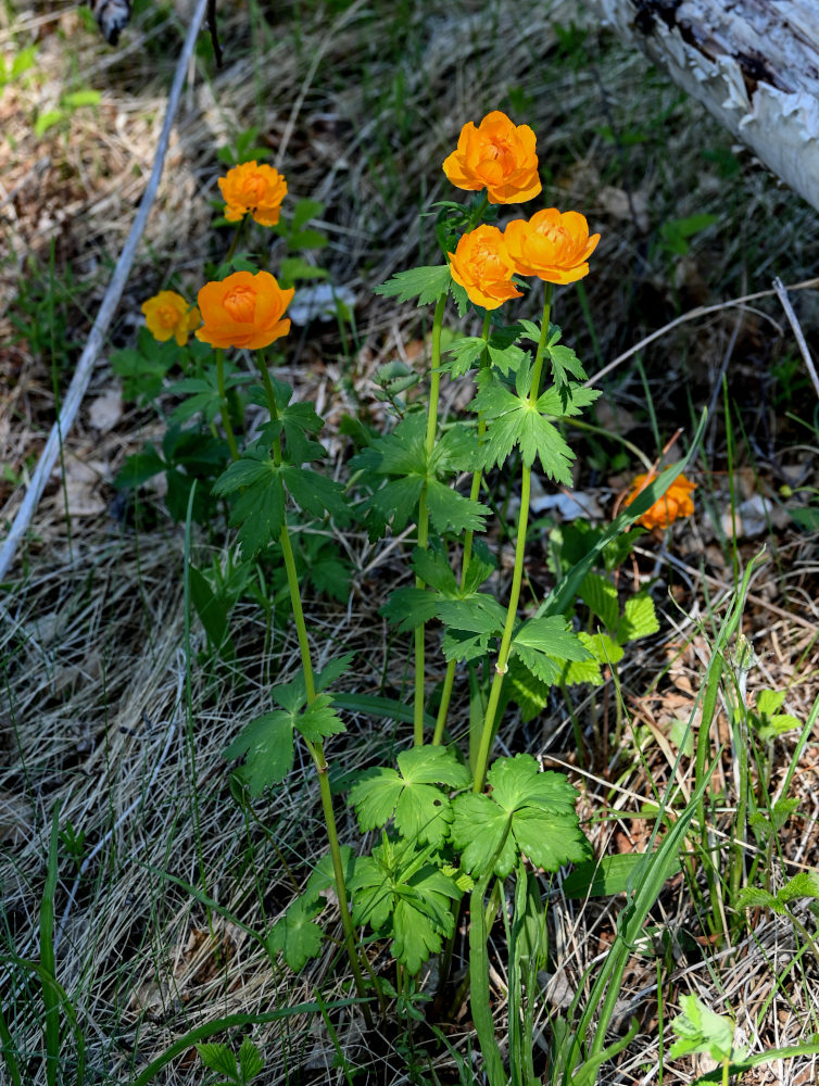 Изображение особи Trollius asiaticus.