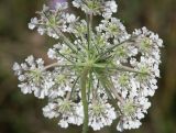 Daucus guttatus. Соцветие (вид снизу). Крым, Симферопольский р-н, окр. с. Урожайное, нарушенная степь. 10 июля 2023 г.