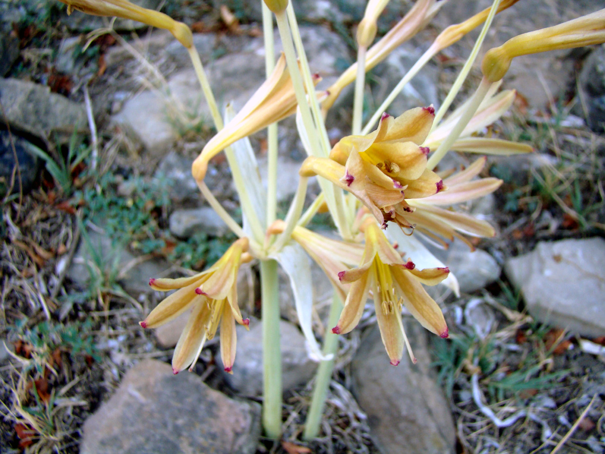 Image of Ungernia ferganica specimen.