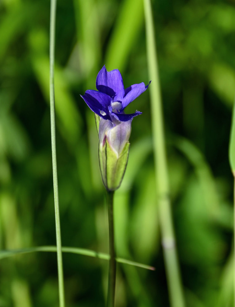 Изображение особи Gentianopsis barbata.