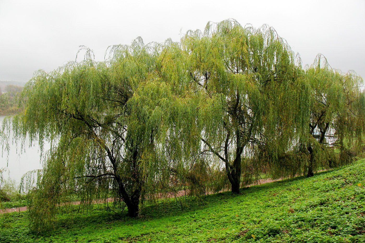 Image of Salix babylonica specimen.