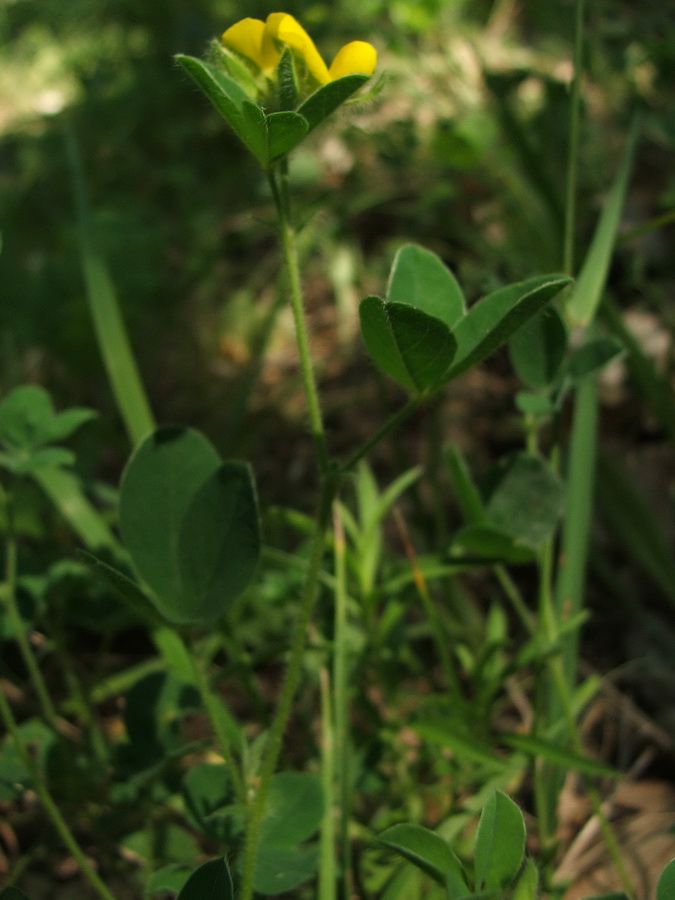 Изображение особи Argyrolobium biebersteinii.