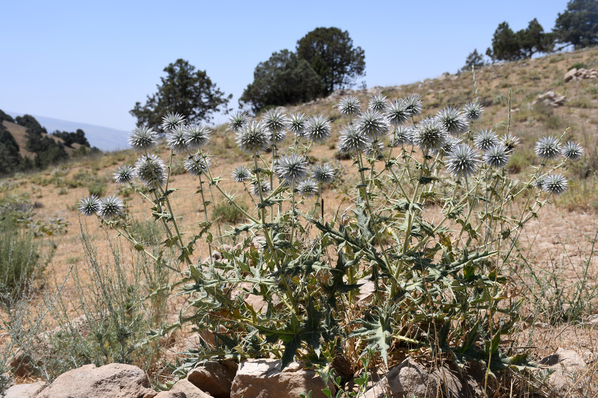 Image of Echinops leiopolyceras specimen.