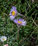 Erigeron heterochaeta. Соцветия с мухой. Киргизия, Ошская обл., Памир, Заалайский хр., долина руч. Разведывательный, ур. Луковая Поляна, ≈ 3800 м н.у.м., альпийский луг. 06.07.2022.