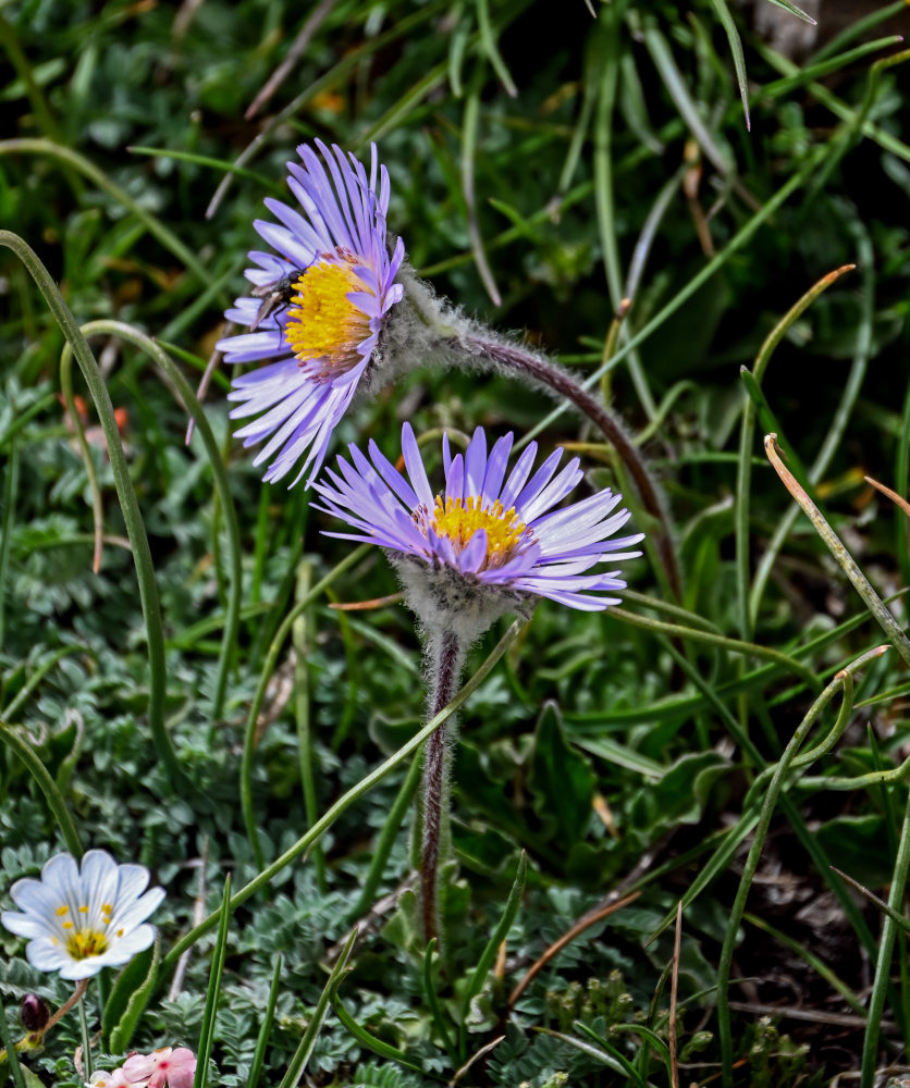 Image of Erigeron heterochaeta specimen.