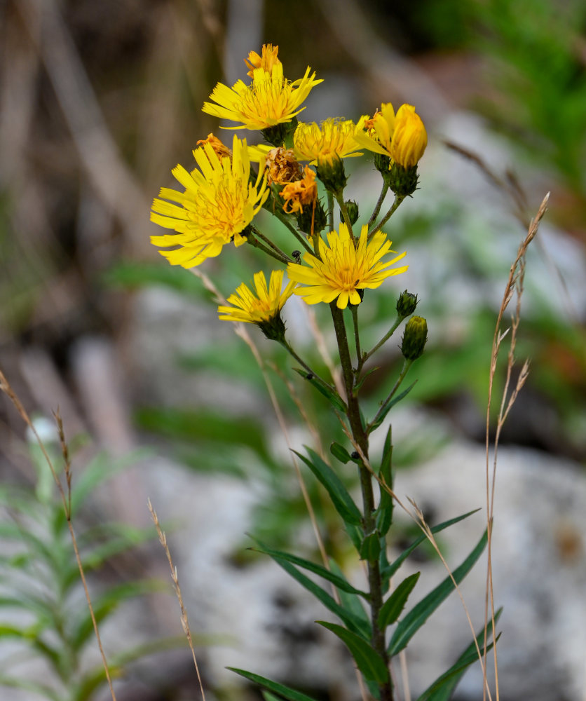 Изображение особи Hieracium umbellatum.