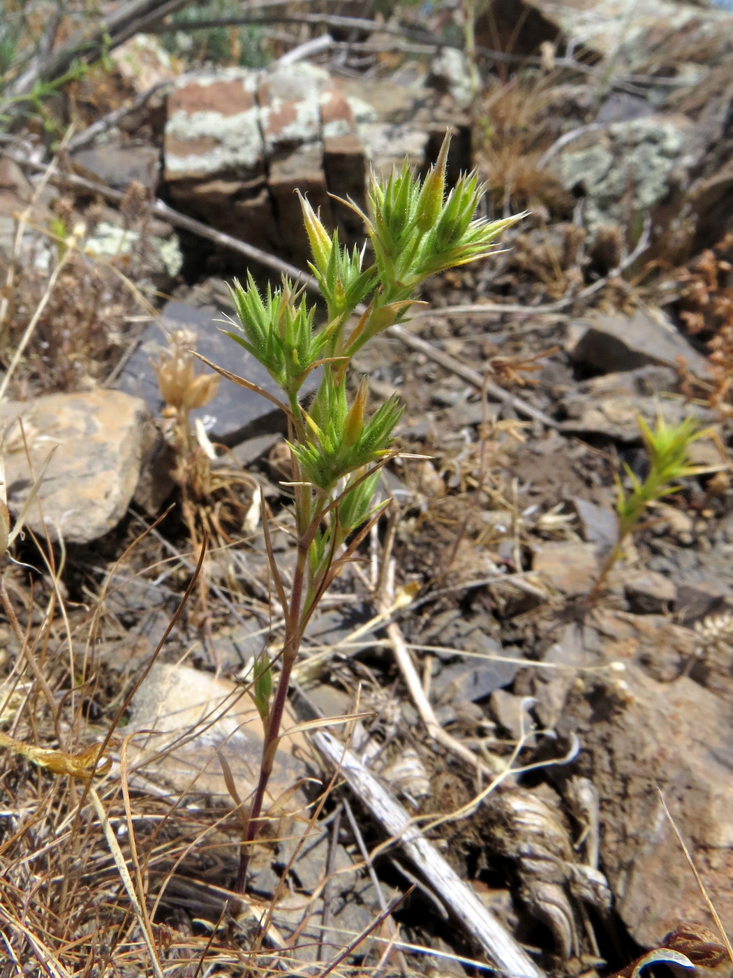 Image of Minuartia meyeri specimen.