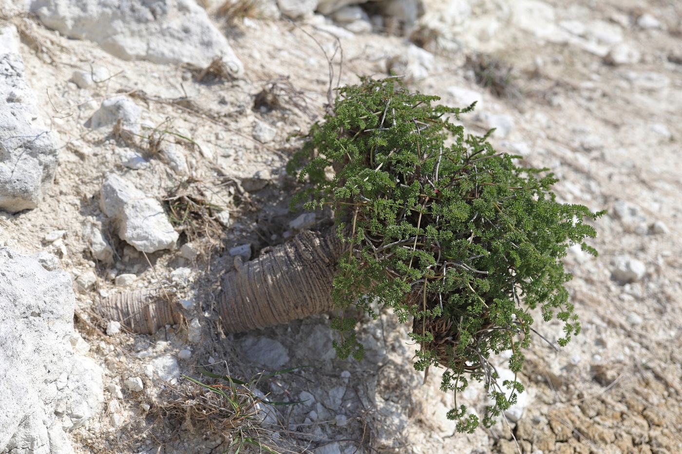 Image of Ferulago galbanifera var. brachyloba specimen.