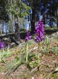 Orchis mascula. Цветущие растения. Испания, автономное сообщество Каталония, провинция Жирона, комарка Сельва, муниципалитет Сускеда, комплекс «Святой Дом Фар» (Santuari de la Mare de Déu del Far), 1112 м н.у.м., старые посадки Picea abies, слабо задернованные блоки обнажения породы. 19.04.2024.