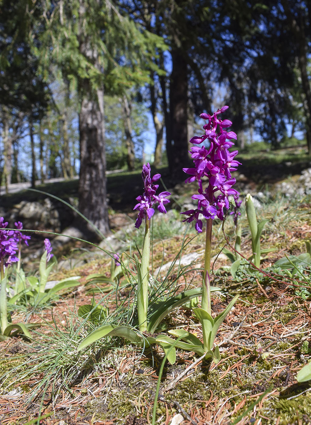 Image of Orchis mascula specimen.