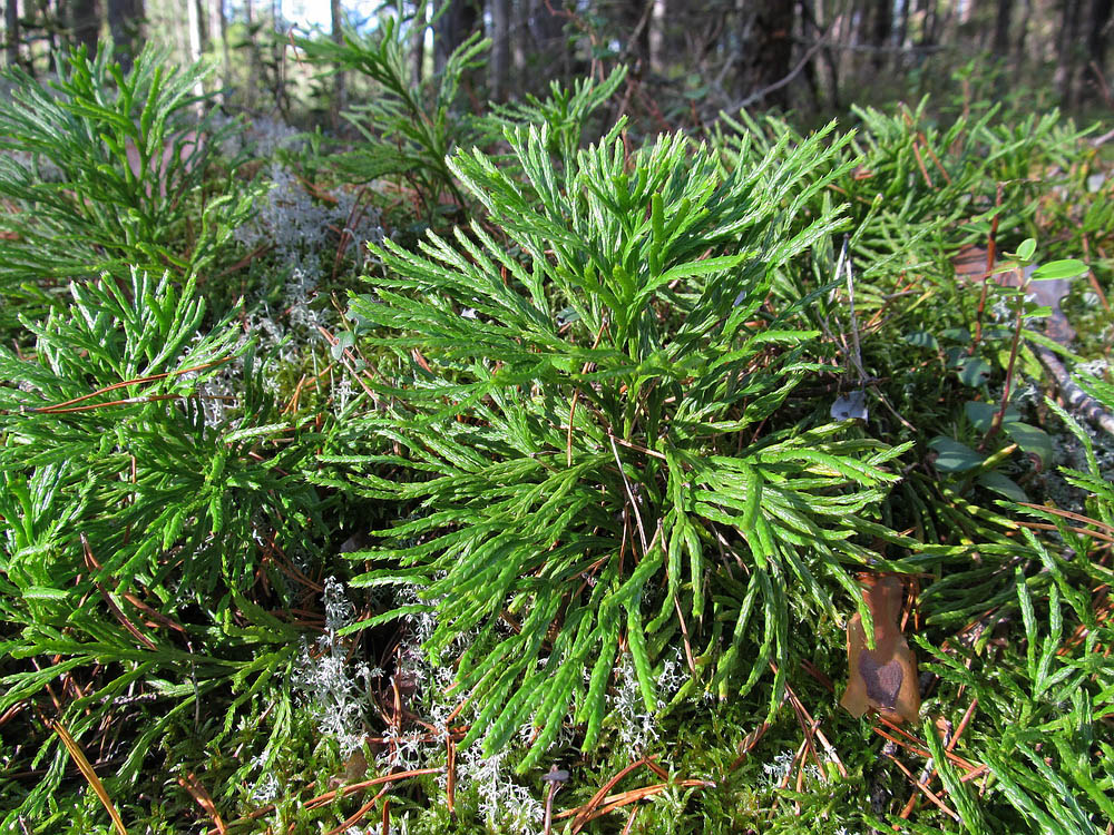 Изображение особи Diphasiastrum complanatum.