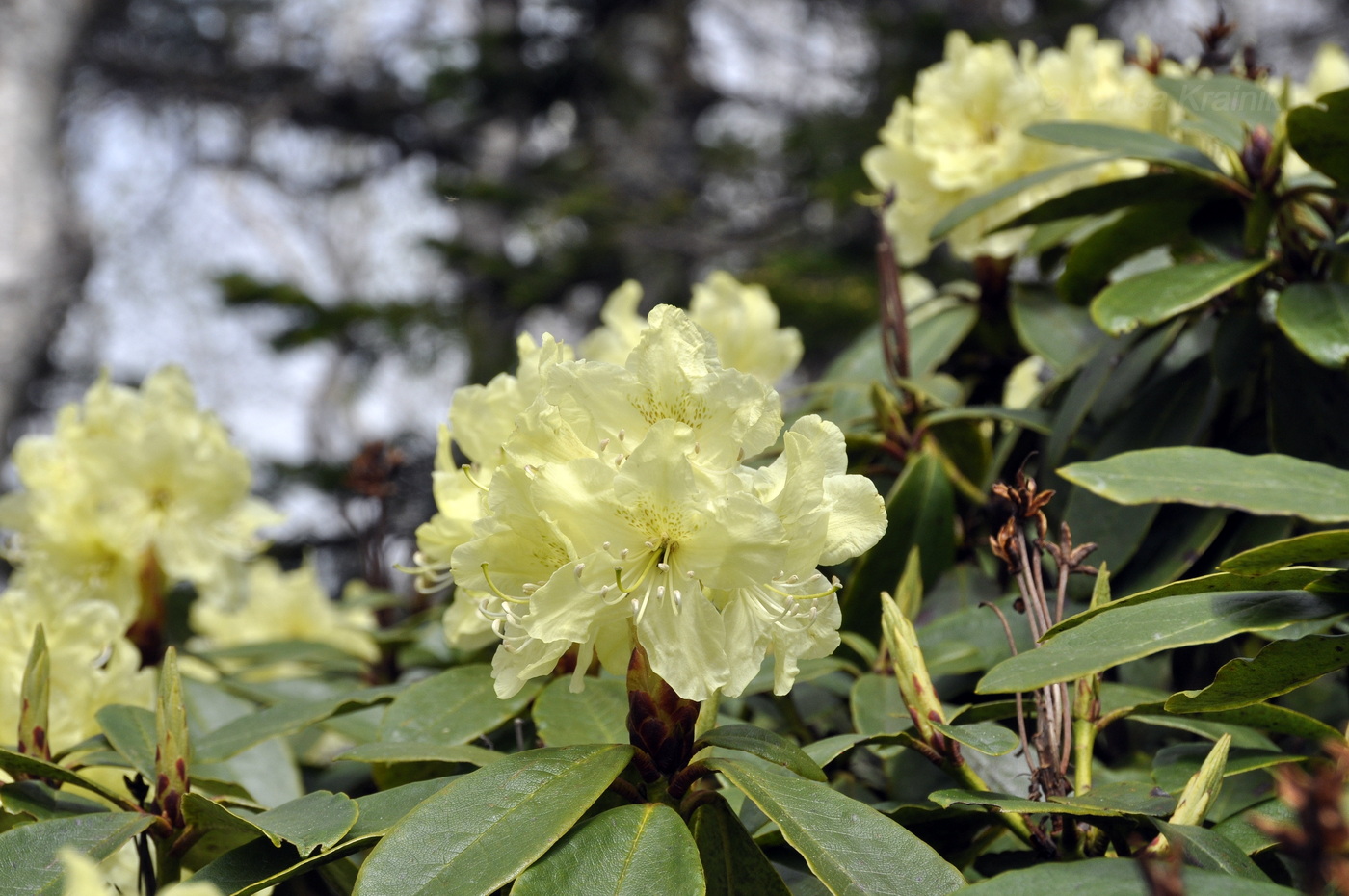 Изображение особи Rhododendron aureum.