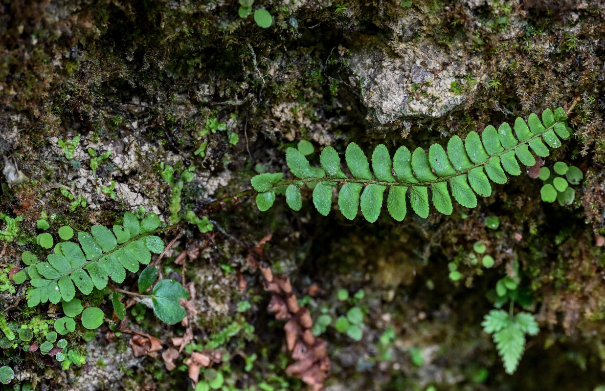 Image of Polystichum craspedosorum specimen.