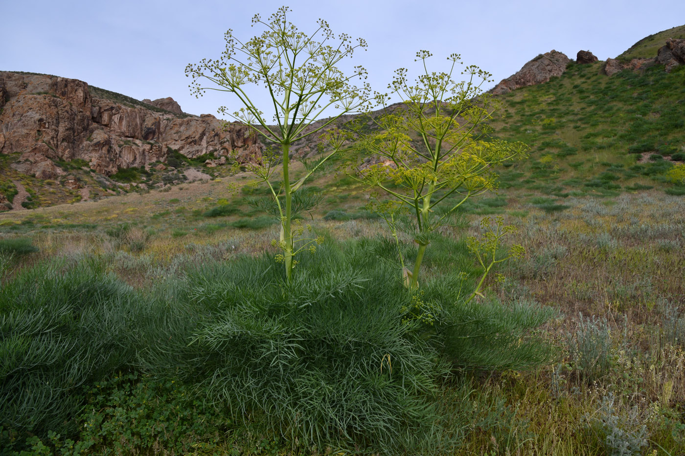 Image of Ferula varia specimen.