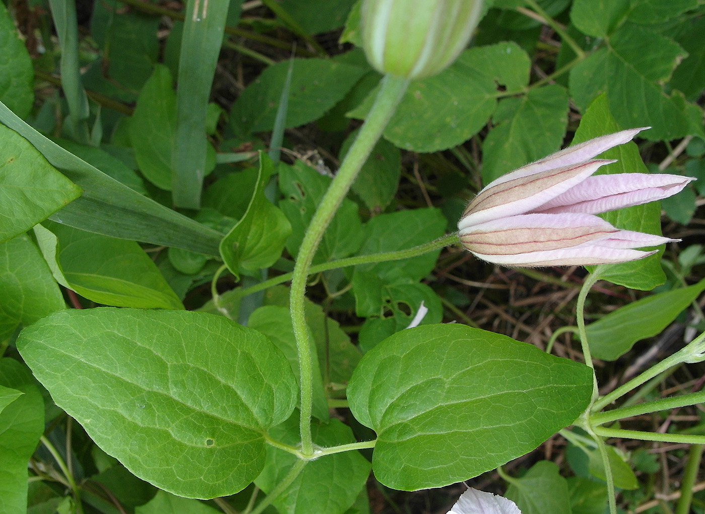 Изображение особи Clematis &times; jackmanii.