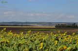 Helianthus annuus