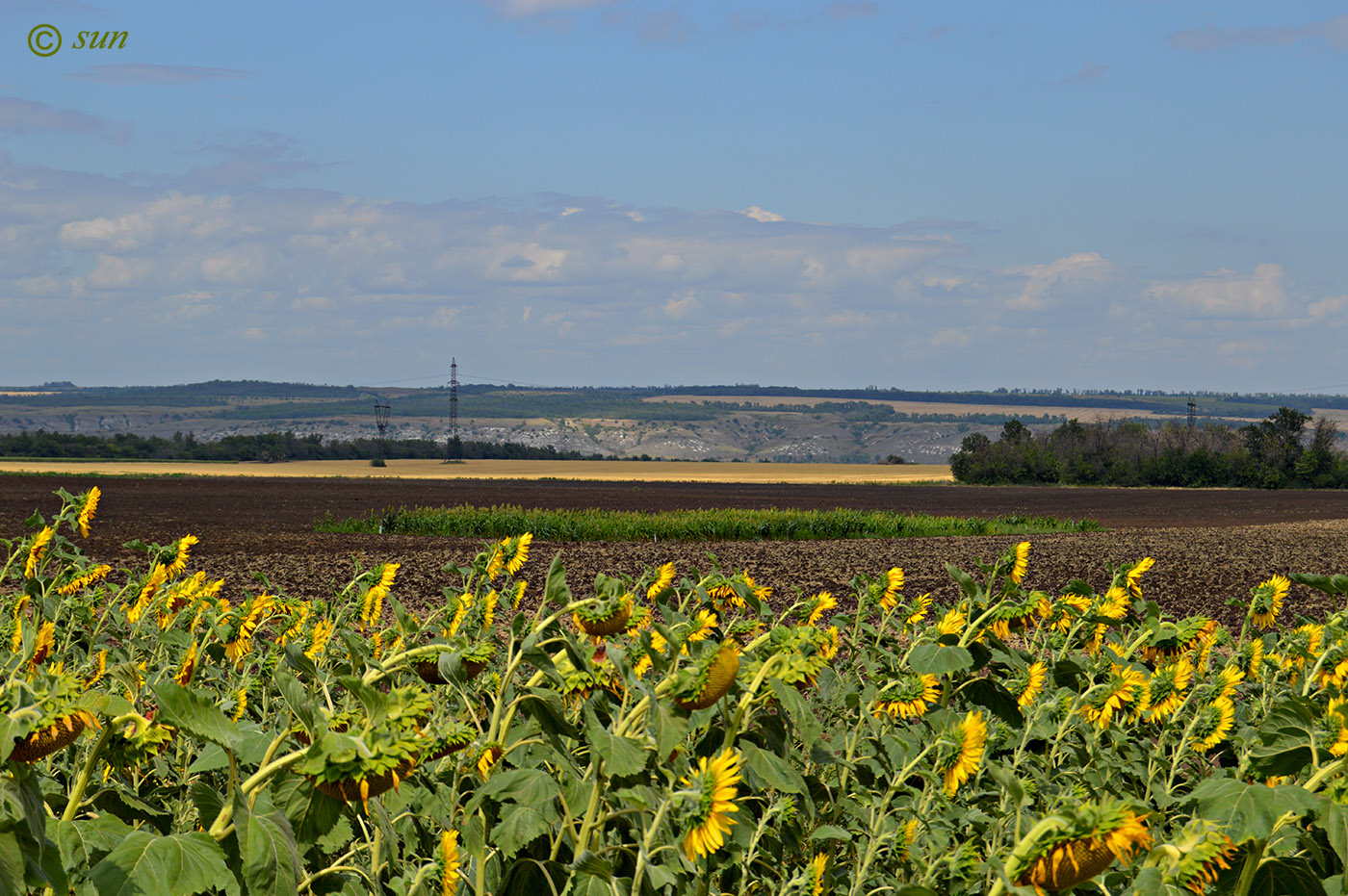 Image of Helianthus annuus specimen.