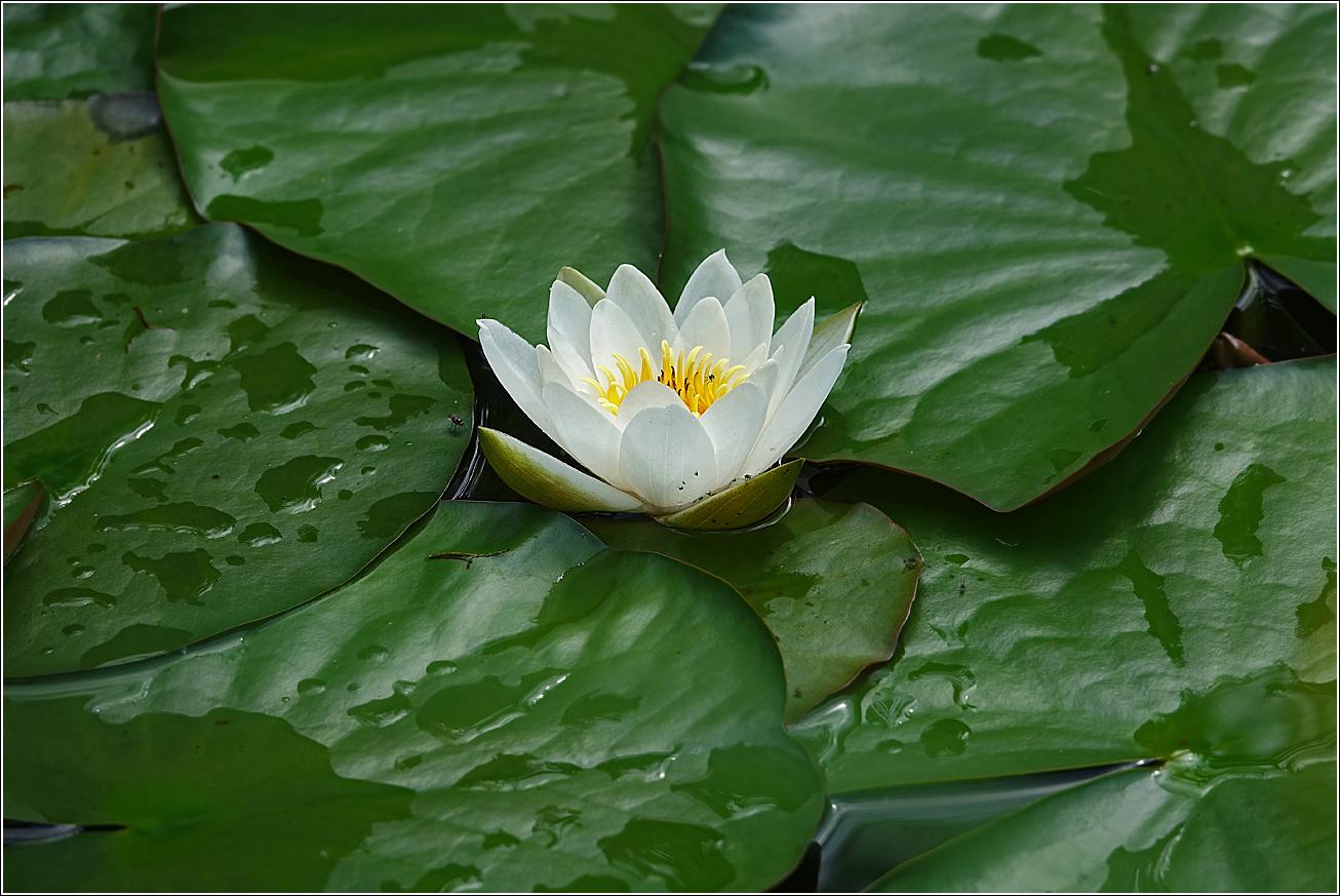 Image of Nymphaea candida specimen.