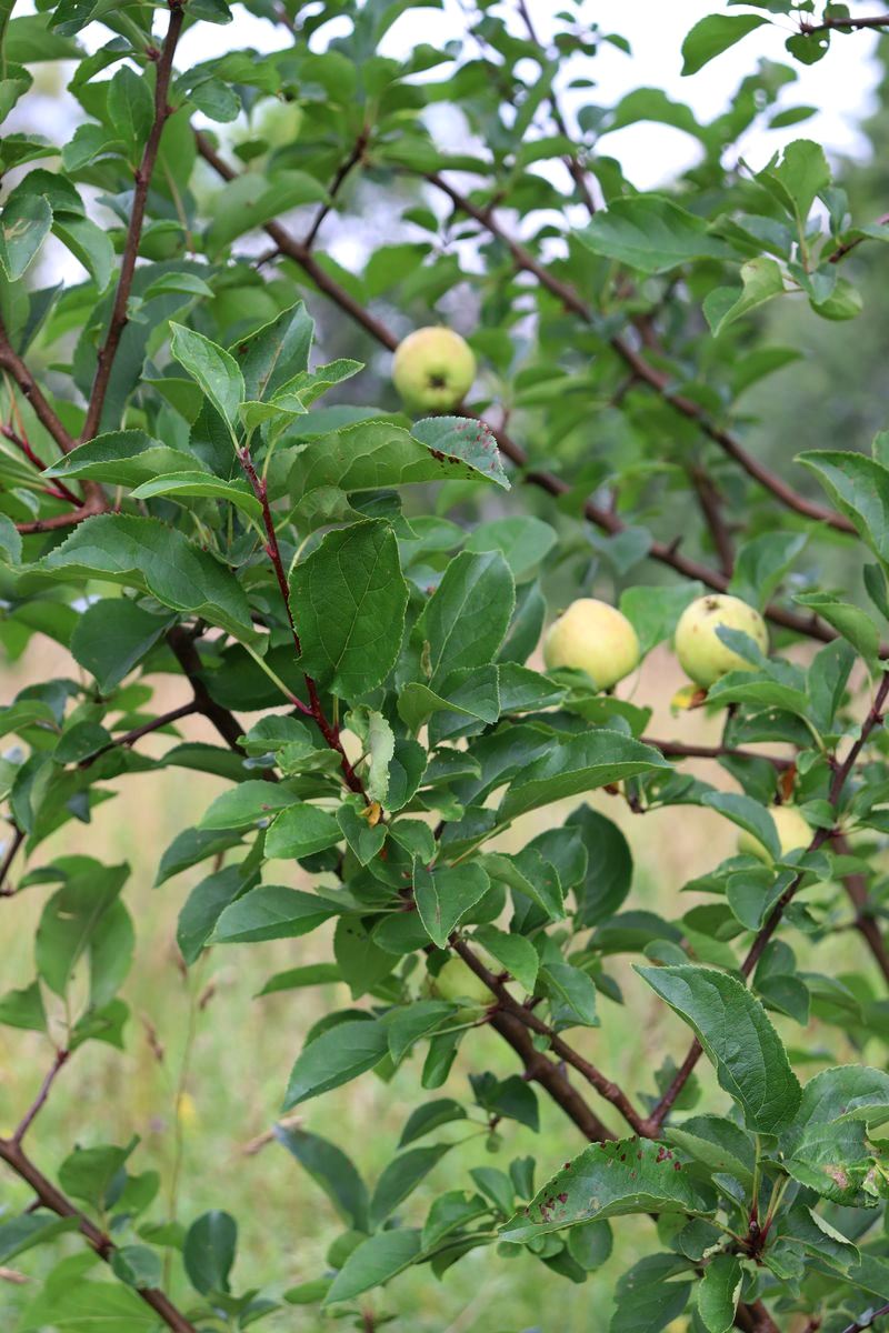 Изображение особи Malus domestica.