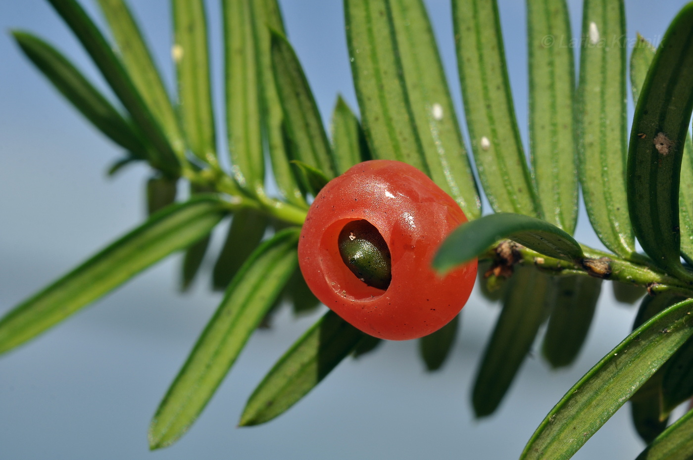 Image of Taxus cuspidata specimen.