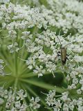 Angelica cincta