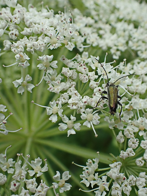 Image of Angelica dahurica specimen.