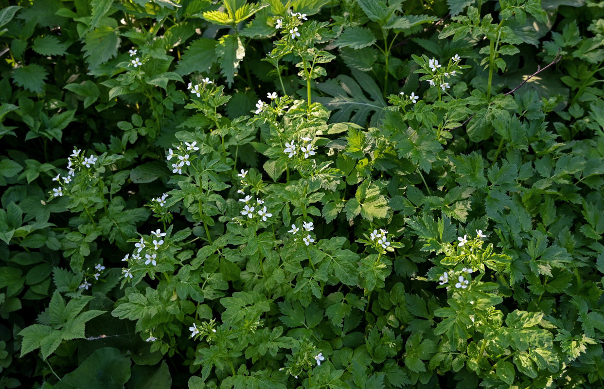 Изображение особи Cardamine amara.