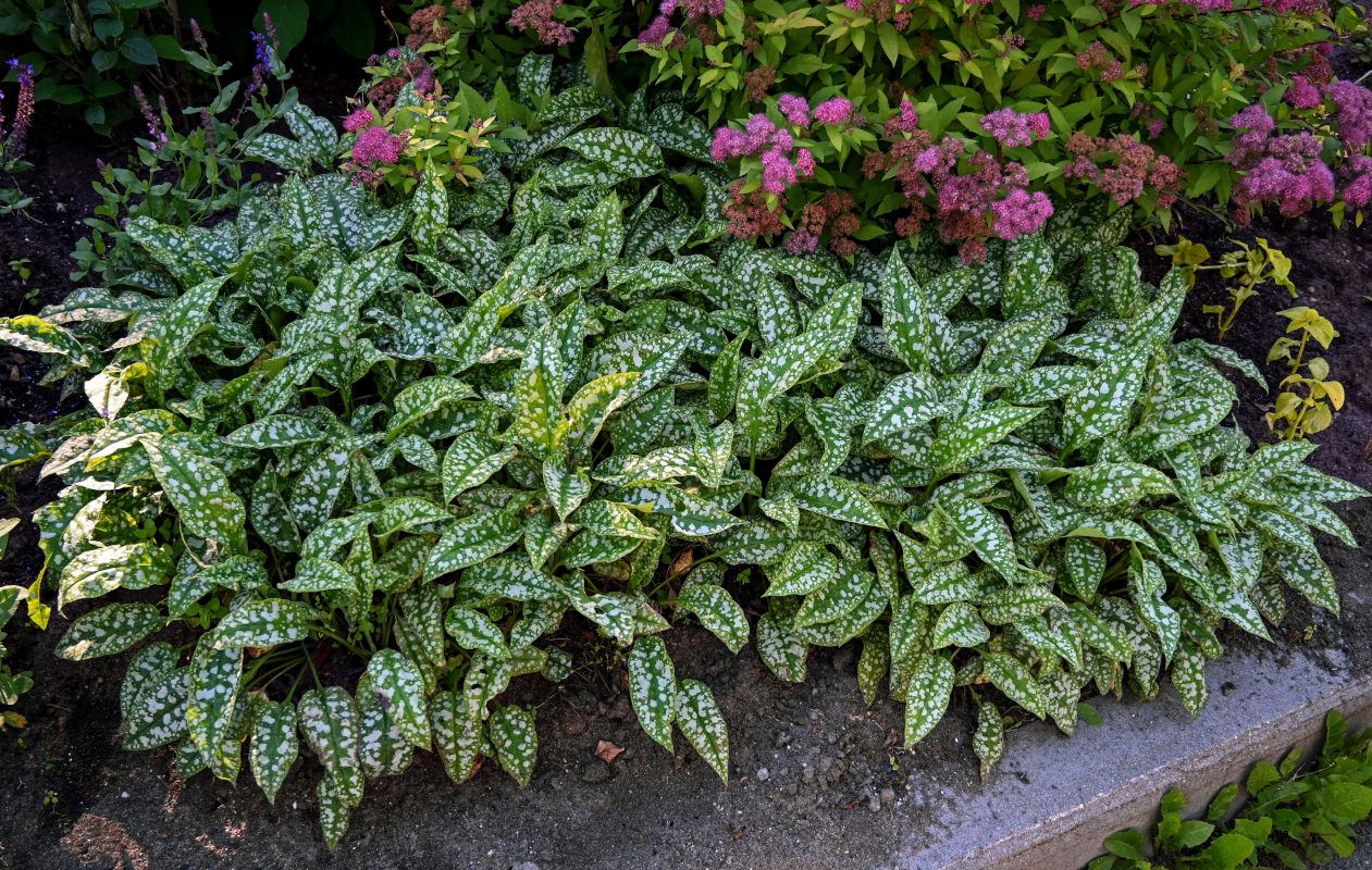 Image of Pulmonaria saccharata specimen.