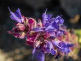 Salvia tesquicola. Верхушка соцветия. Крым, Южный Берег, окр. пос. Новый Свет, Тропа Голицына, мыс Пещерный, в расщелине между камнями. 07.06.2024.