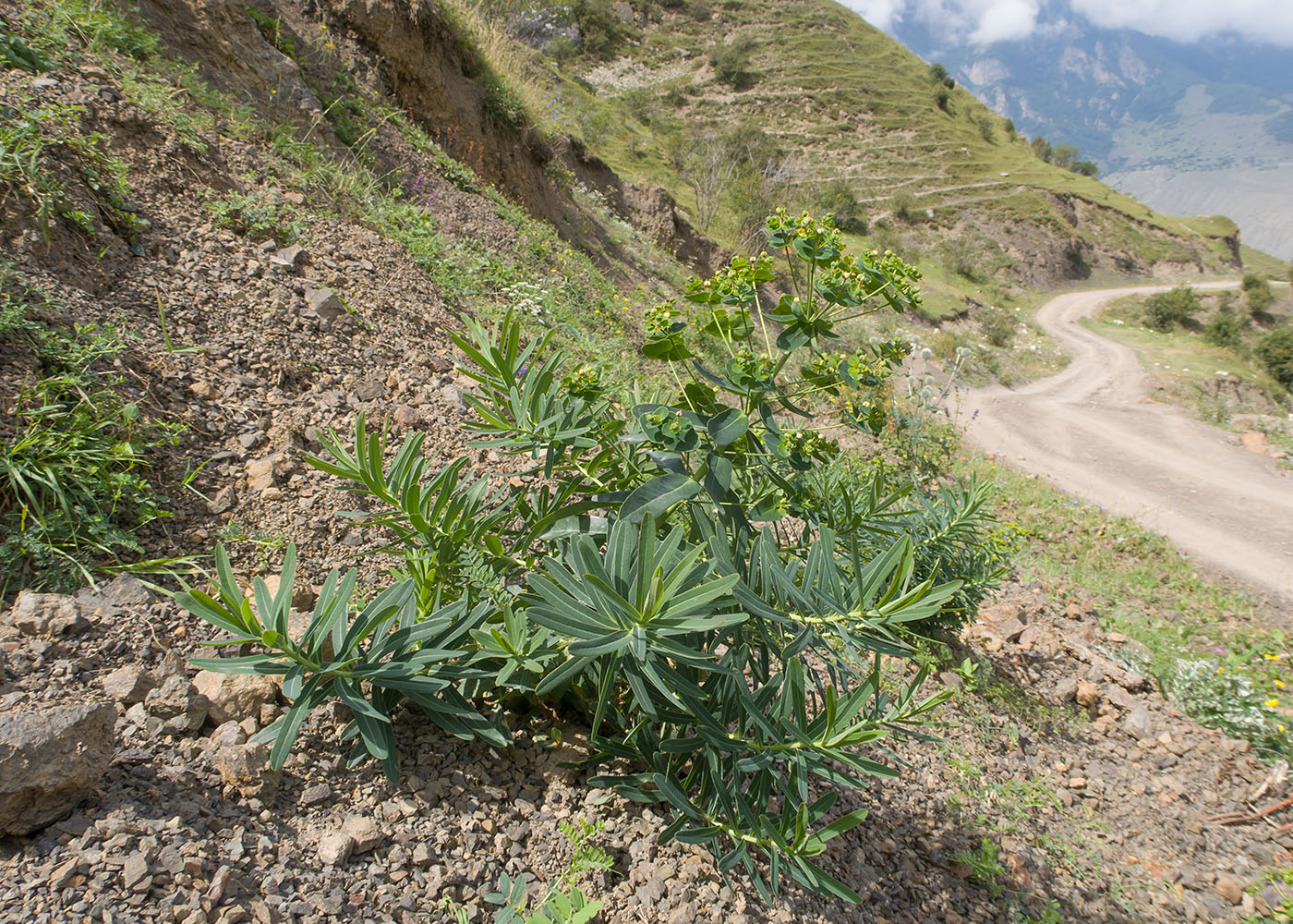 Image of Euphorbia iberica specimen.