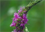 Lythrum salicaria