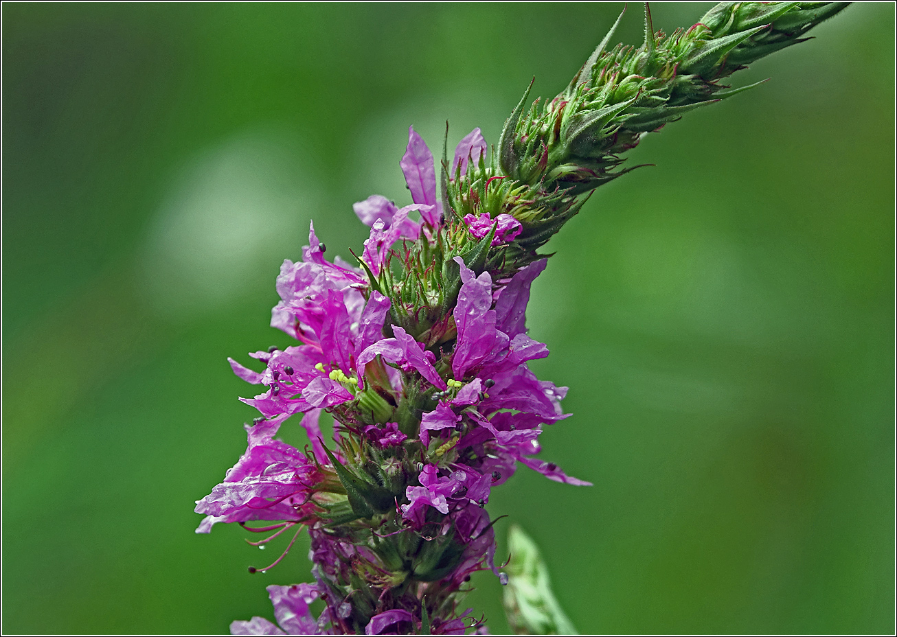 Image of Lythrum salicaria specimen.