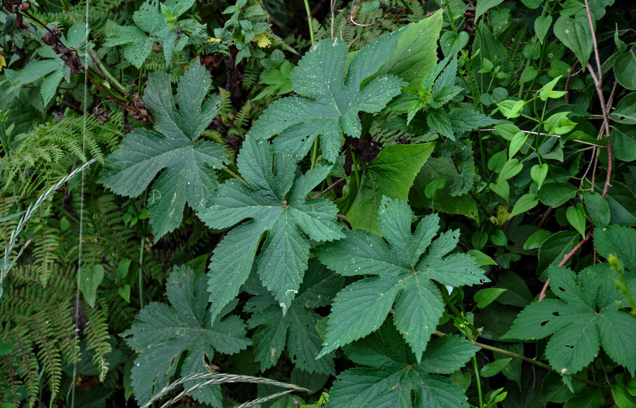 Изображение особи Humulopsis scandens.