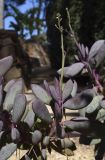 Senecio crassissimus