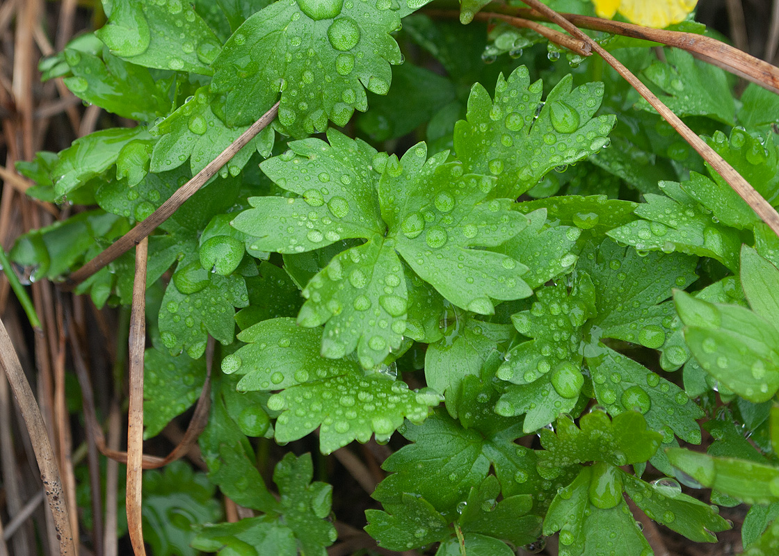 Image of Ranunculus nivalis specimen.