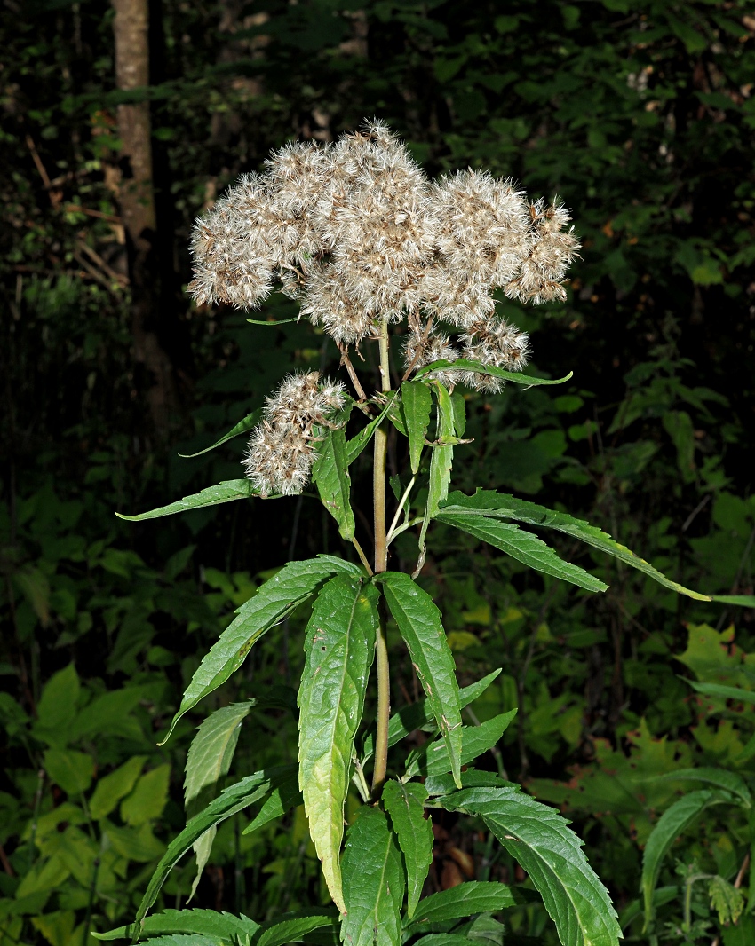 Изображение особи Eupatorium cannabinum.