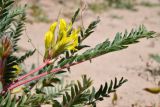 Astragalus rubtzovii