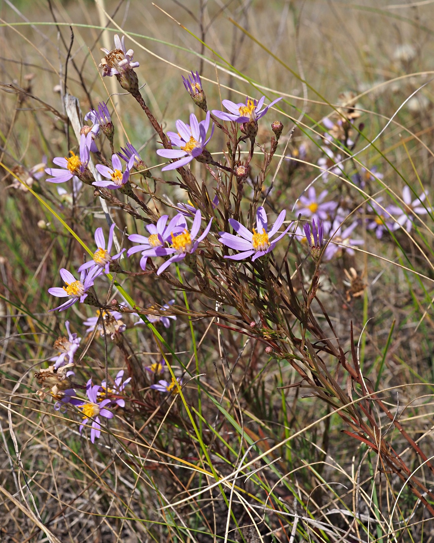 Image of Galatella angustissima specimen.