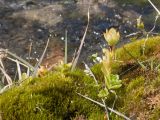 Sedum oppositifolium. Цветущее растение и вегетирующие побеги. Кабардино-Балкария, Черекский р-н, окр. с/п Верхняя Балкария, дол. р. Псыгансу, ≈ 2400 м н.у.м., замшелые глыбы у родникового ручья. 30.07.2024.