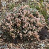род Astragalus