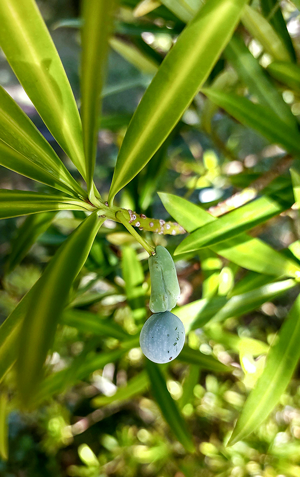 Image of Podocarpus macrophyllus specimen.