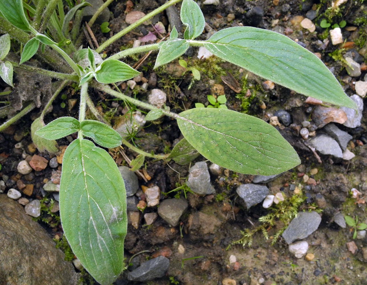 Image of Phacelia secunda specimen.