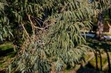 genus Eucalyptus