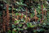 View full-size image Orobanche hederae