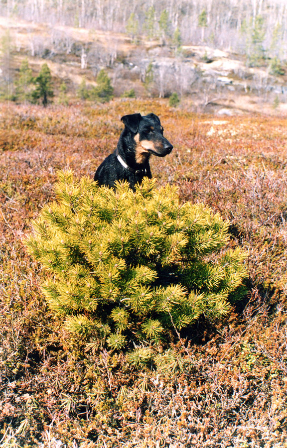 Image of Pinus friesiana specimen.