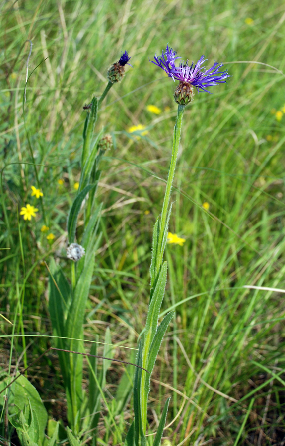 Image of Centaurea tanaitica specimen.