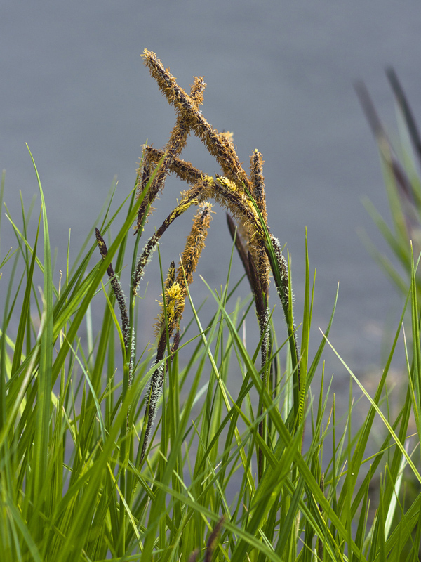 Image of genus Carex specimen.