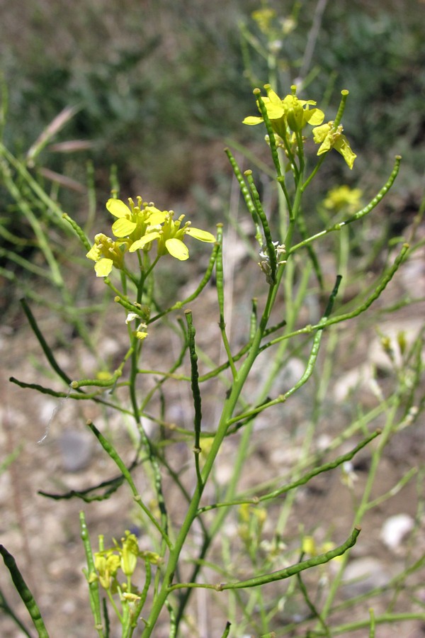 Image of Erucastrum armoracioides specimen.